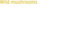 Wild mushrooms are hot in America.
Go to any fine restaurant in any city and you’ll encounter at least one dish prepared with wild mushrooms. The thing is, most of those wild mushrooms really aren’t so wild. Many were grown in damp warehouses just like the regular mushrooms we’ve all been eating for years.
